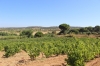 thumb_39059_agr186501vines.jpg